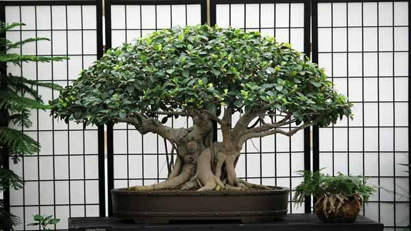 Decorate your home with Bonsai plants