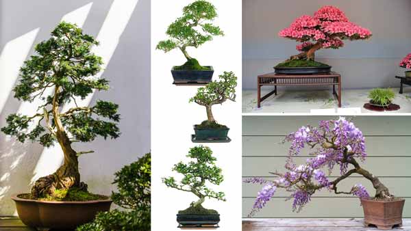 Decorate you home with Bonsai Plants collection