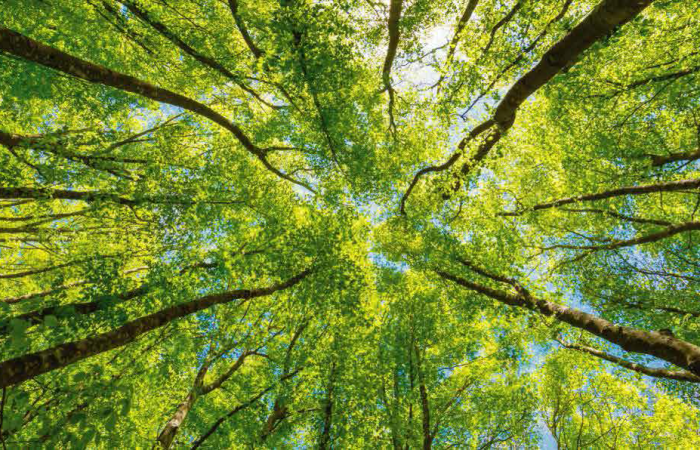 urban forestry
